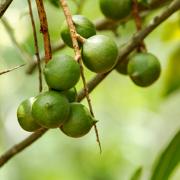 Searles Growing Macadamia in Australia